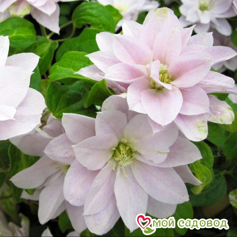 Клематис Дансинг квин ЗКС