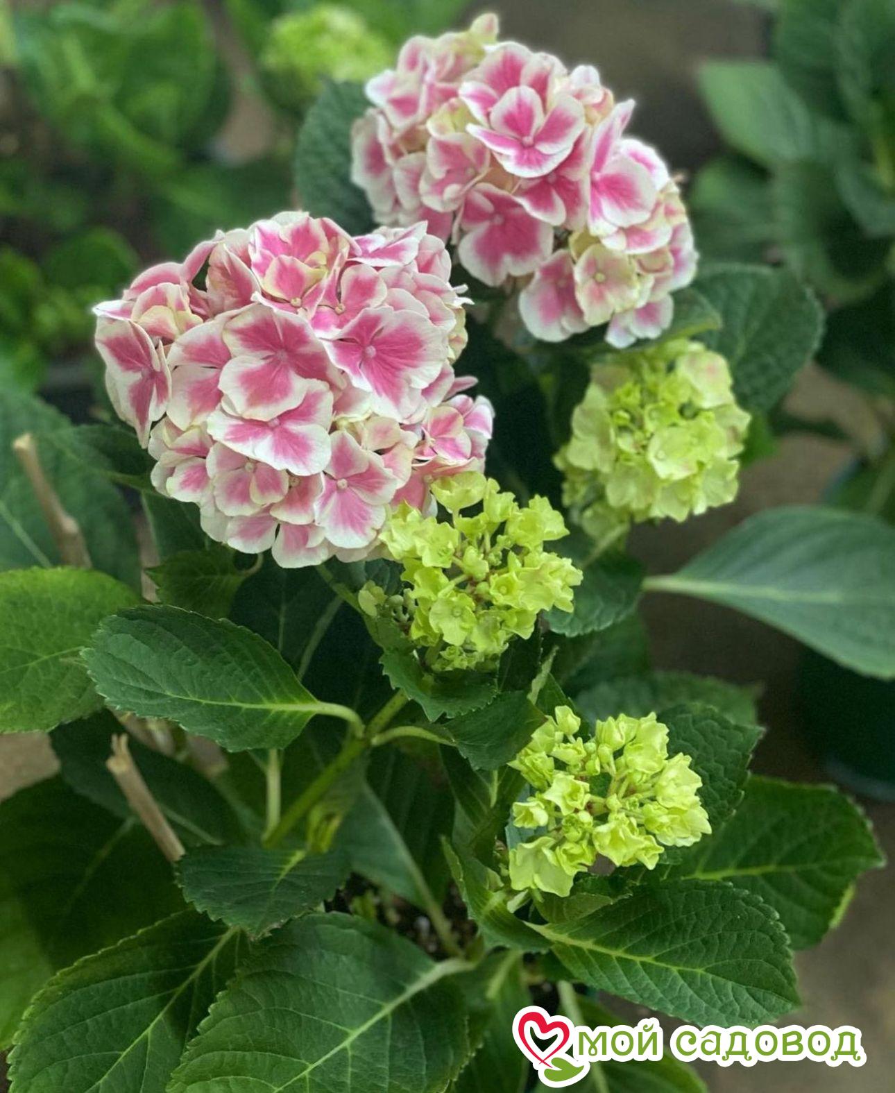 Морозостойкая Гортензия Пеперминт ЗКС