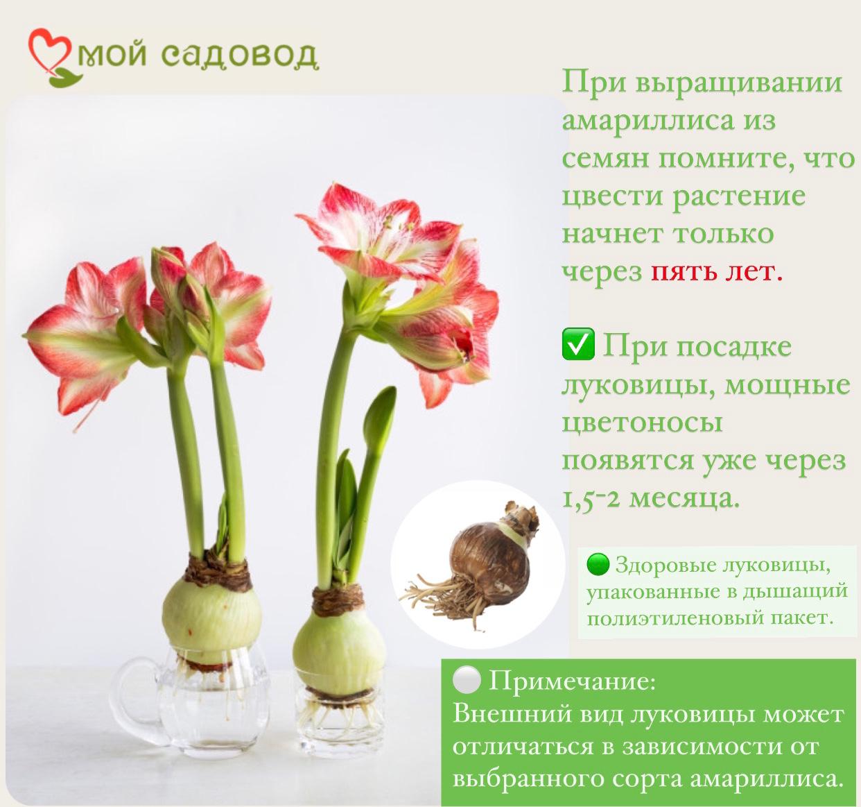 АМАРИЛЛИС МАХРОВЫЙ АМАРАНТИЯ