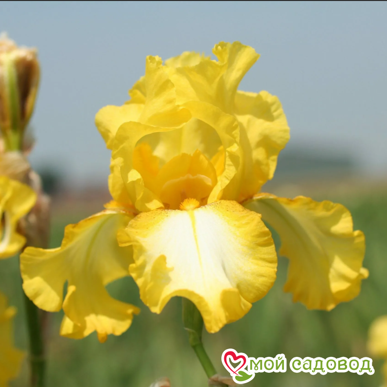 Ирис германский Фриндж оф Голд